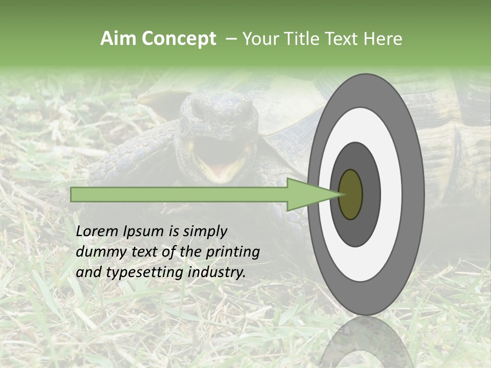 Isolated Tortoise White PowerPoint Template