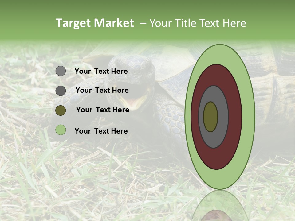 Isolated Tortoise White PowerPoint Template