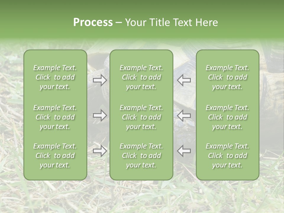 Isolated Tortoise White PowerPoint Template