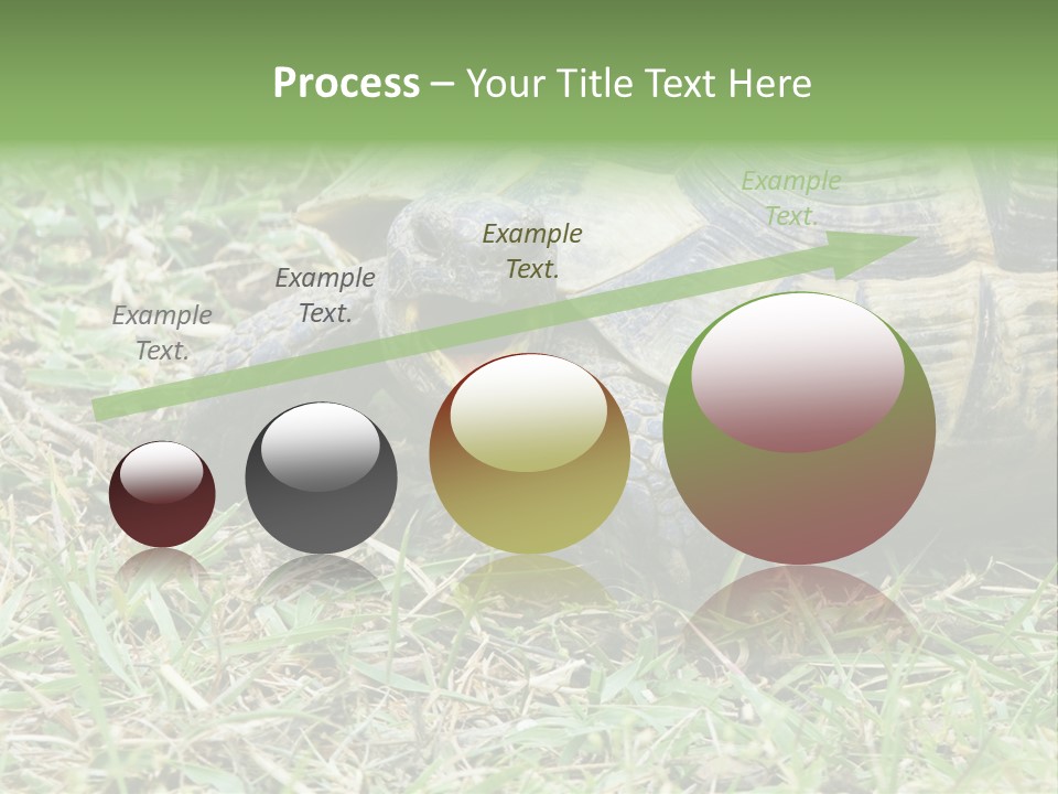 Isolated Tortoise White PowerPoint Template