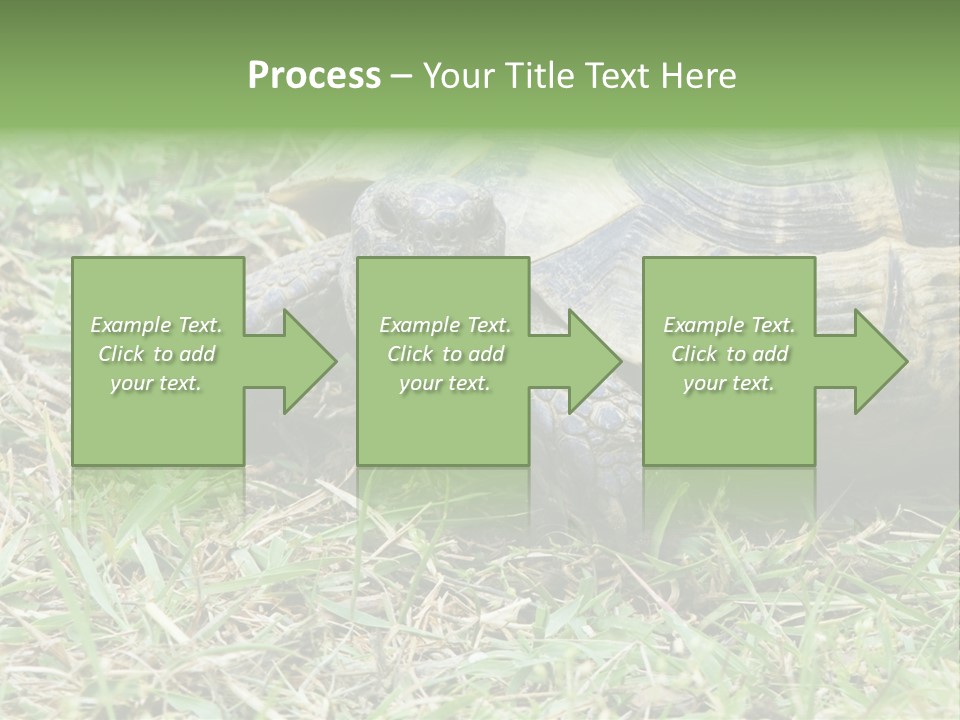 Isolated Tortoise White PowerPoint Template
