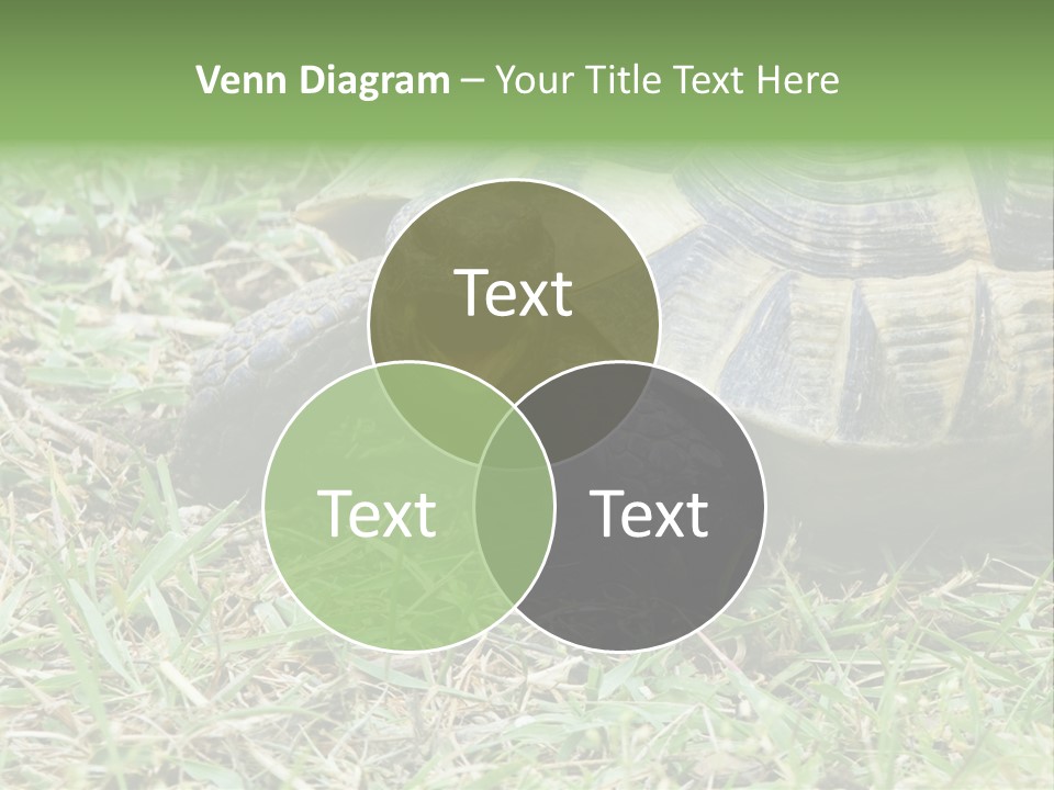 Isolated Tortoise White PowerPoint Template