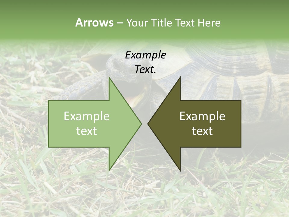 Isolated Tortoise White PowerPoint Template