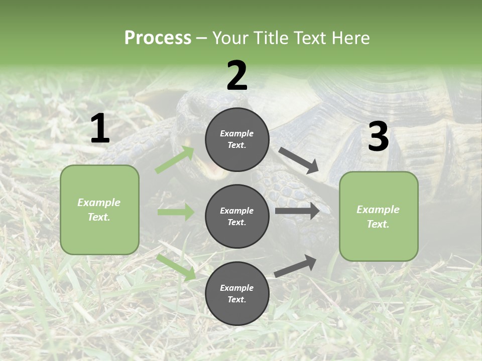 Isolated Tortoise White PowerPoint Template