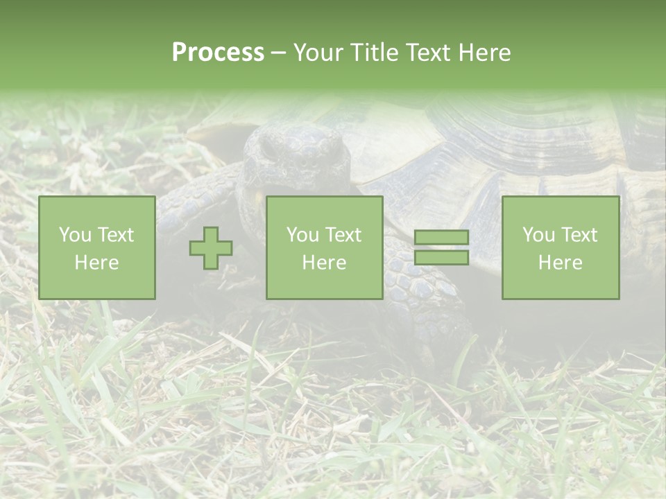 Isolated Tortoise White PowerPoint Template