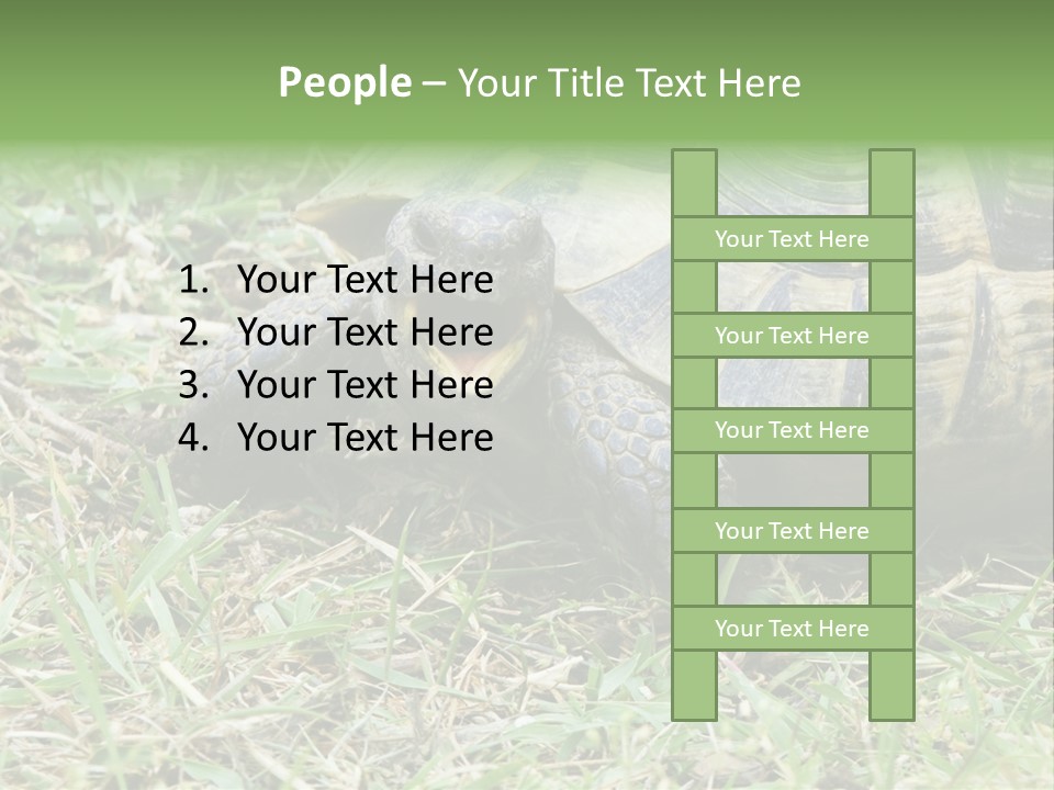 Isolated Tortoise White PowerPoint Template