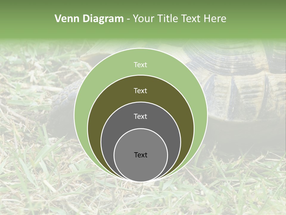 Isolated Tortoise White PowerPoint Template