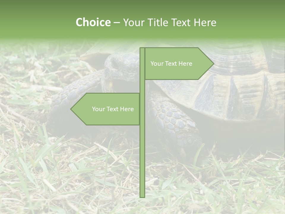 Isolated Tortoise White PowerPoint Template