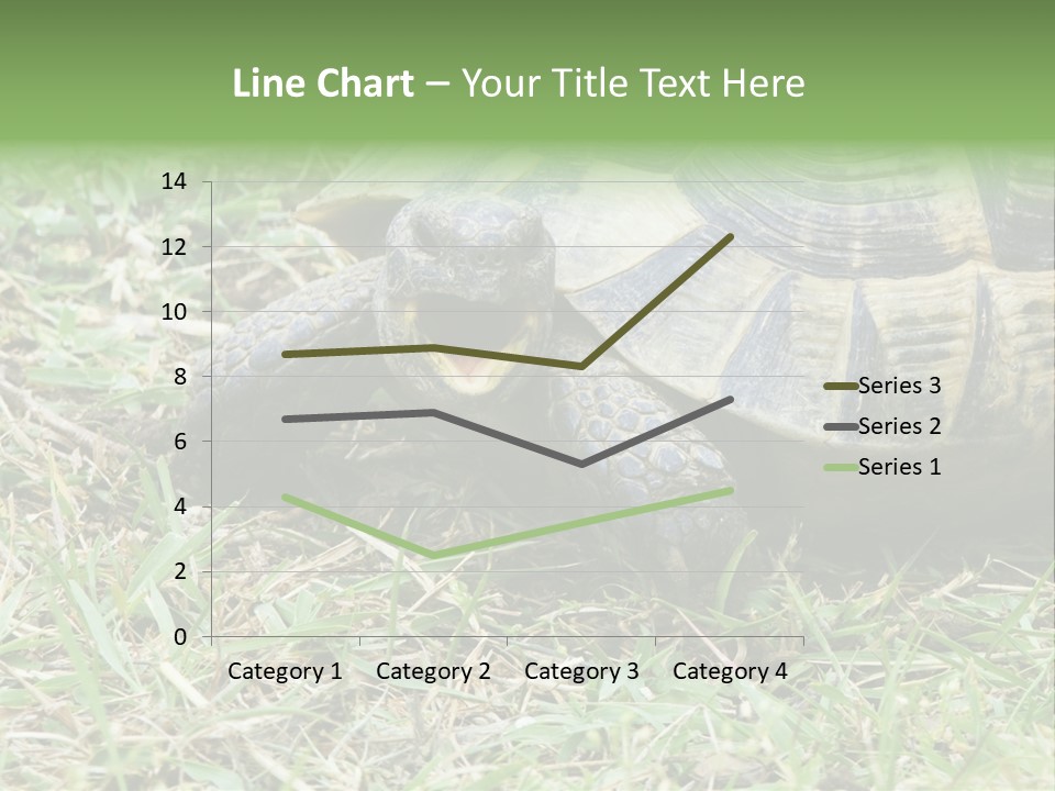 Isolated Tortoise White PowerPoint Template