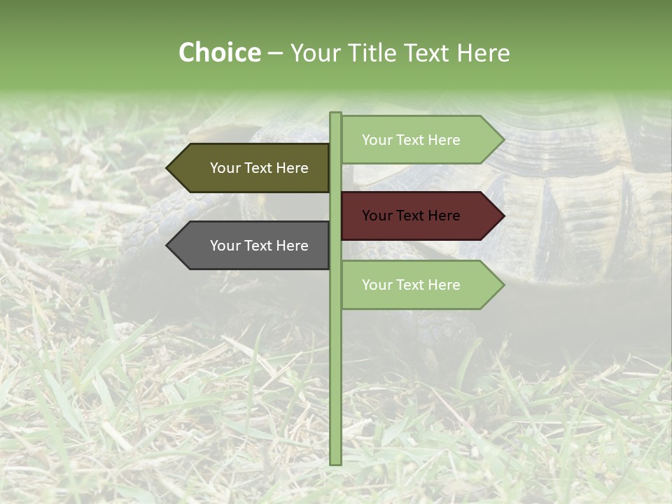 Isolated Tortoise White PowerPoint Template