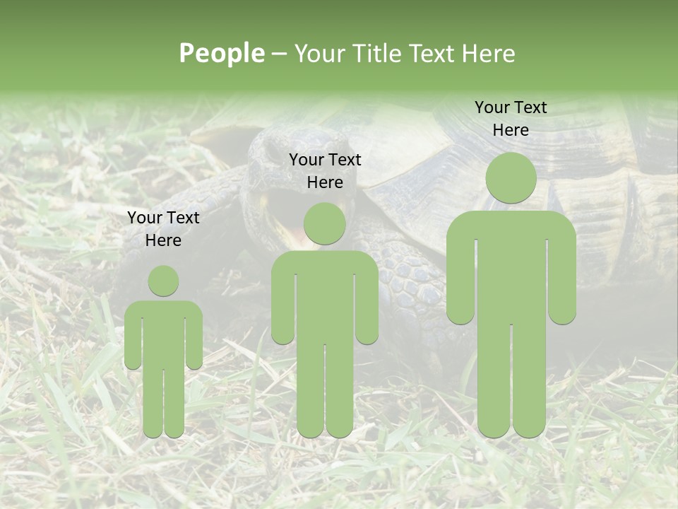 Isolated Tortoise White PowerPoint Template