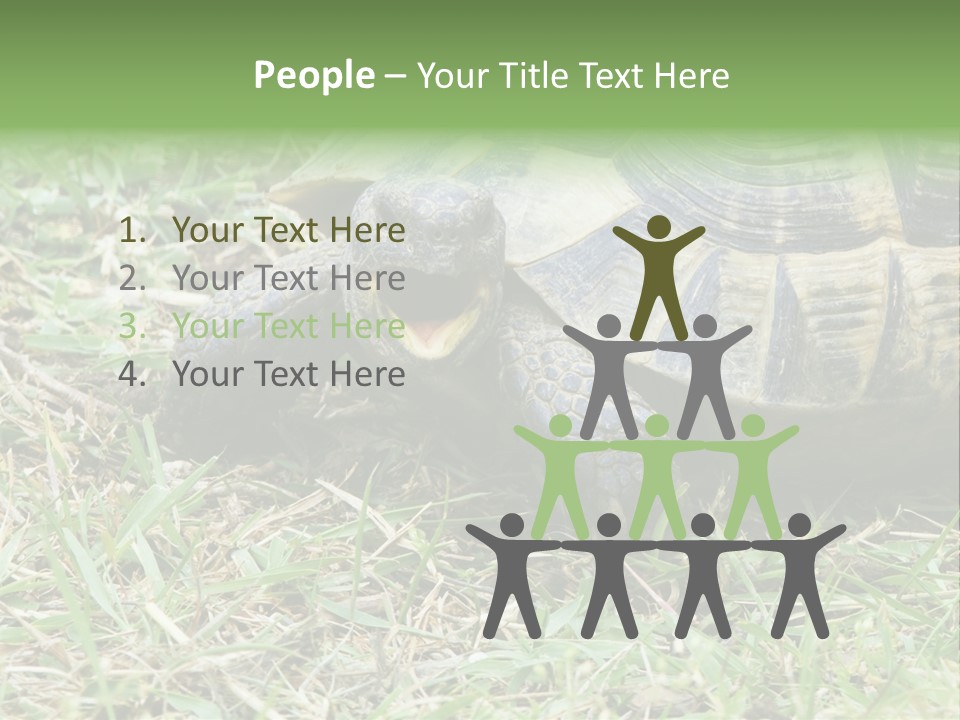 Isolated Tortoise White PowerPoint Template