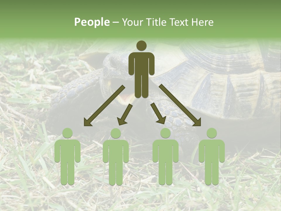 Isolated Tortoise White PowerPoint Template