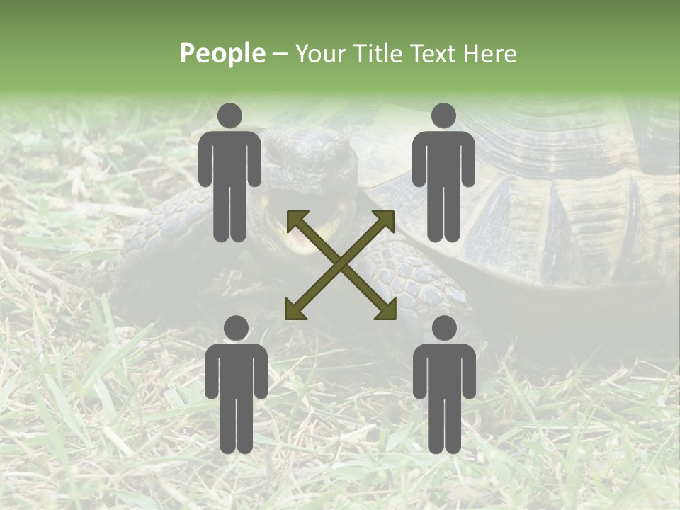 Isolated Tortoise White PowerPoint Template