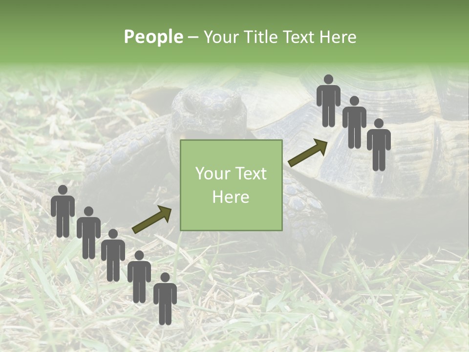 Isolated Tortoise White PowerPoint Template
