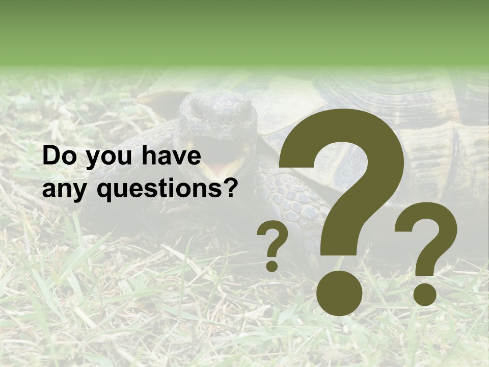 Isolated Tortoise White PowerPoint Template