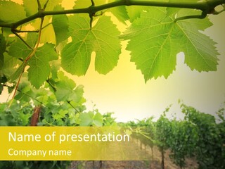 Napa Beauty Agriculture PowerPoint Template