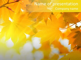 Plant Maple Summer PowerPoint Template