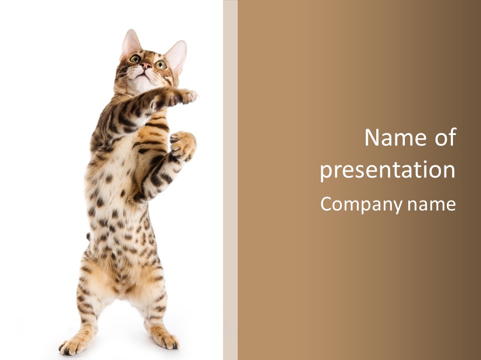 Kitty Cute Companion PowerPoint Template