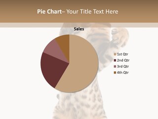 Kitty Cute Companion PowerPoint Template