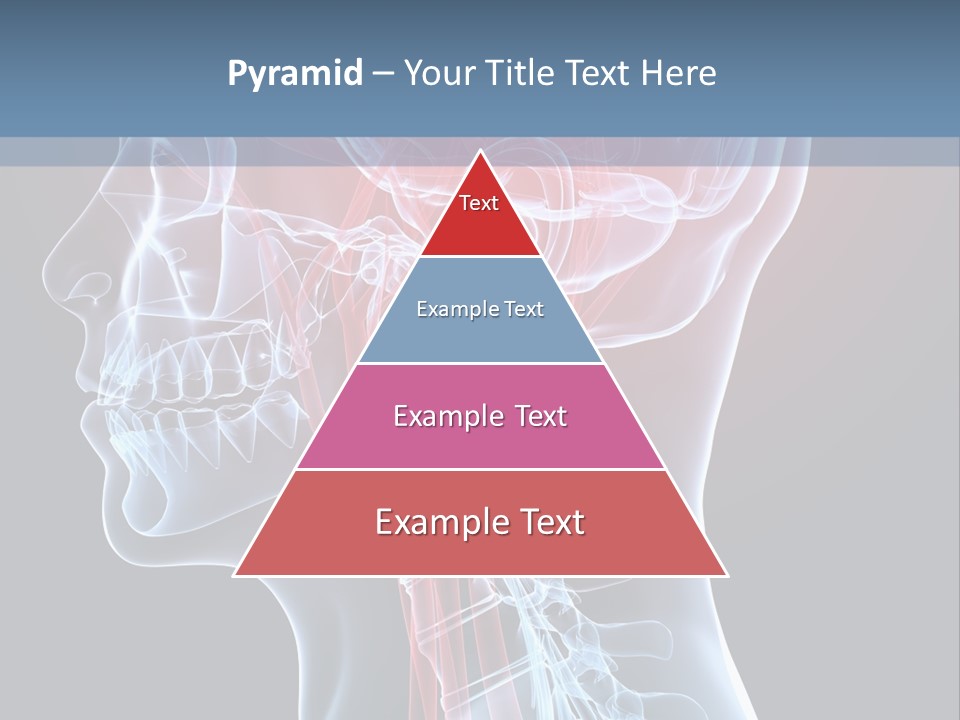 Science Physiology Xray PowerPoint Template