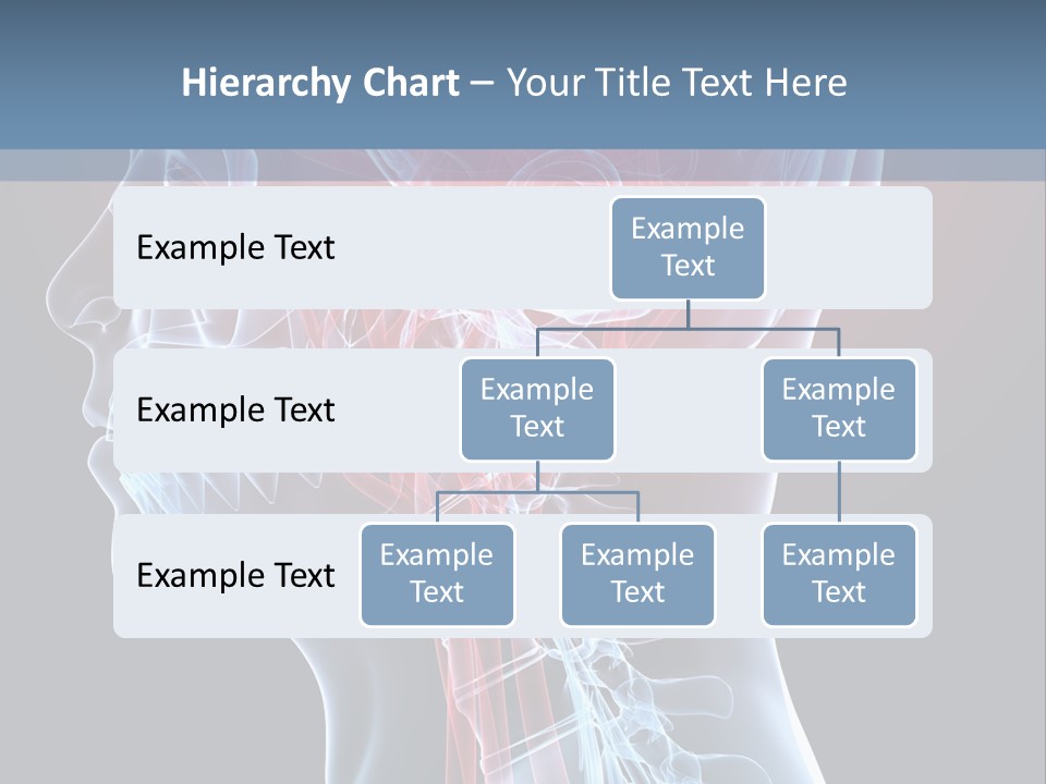 Science Physiology Xray PowerPoint Template