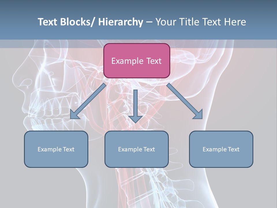 Science Physiology Xray PowerPoint Template