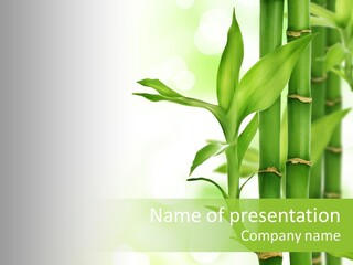 Japanese Asia Tree PowerPoint Template