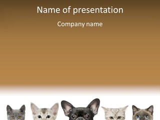 Indoors Pedigreed Studio PowerPoint Template