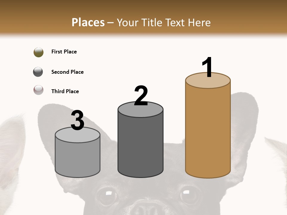 Indoors Pedigreed Studio PowerPoint Template