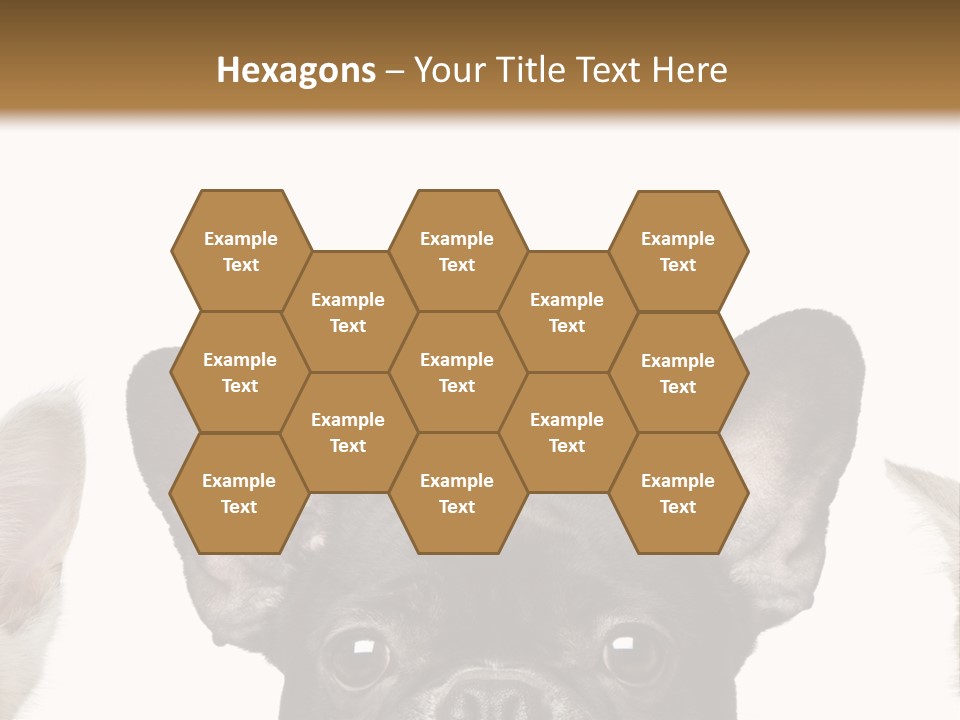 Indoors Pedigreed Studio PowerPoint Template