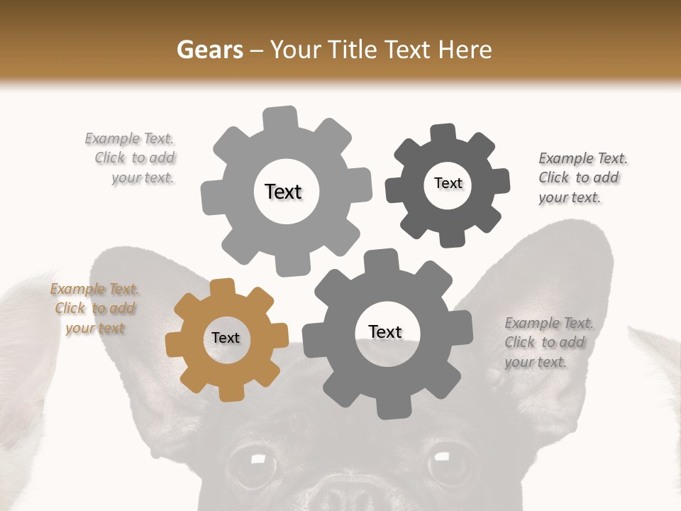 Indoors Pedigreed Studio PowerPoint Template