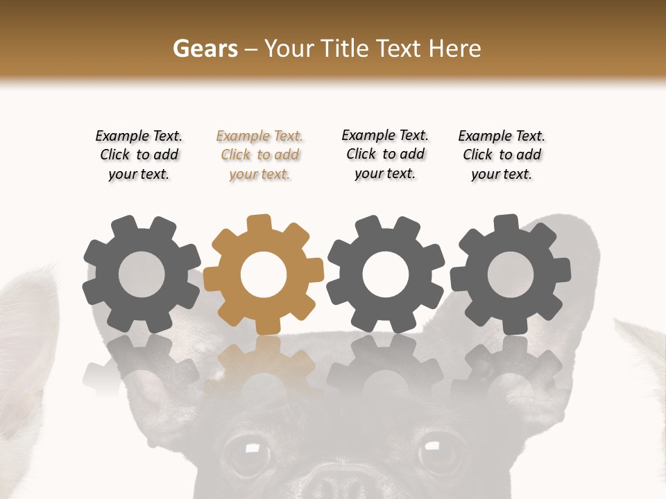 Indoors Pedigreed Studio PowerPoint Template