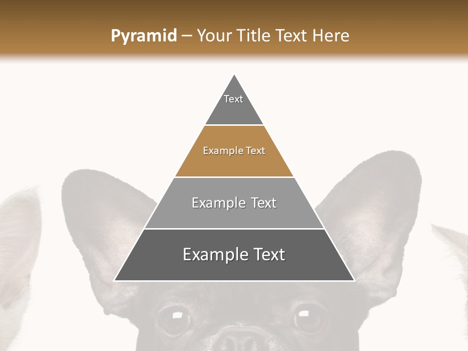 Indoors Pedigreed Studio PowerPoint Template