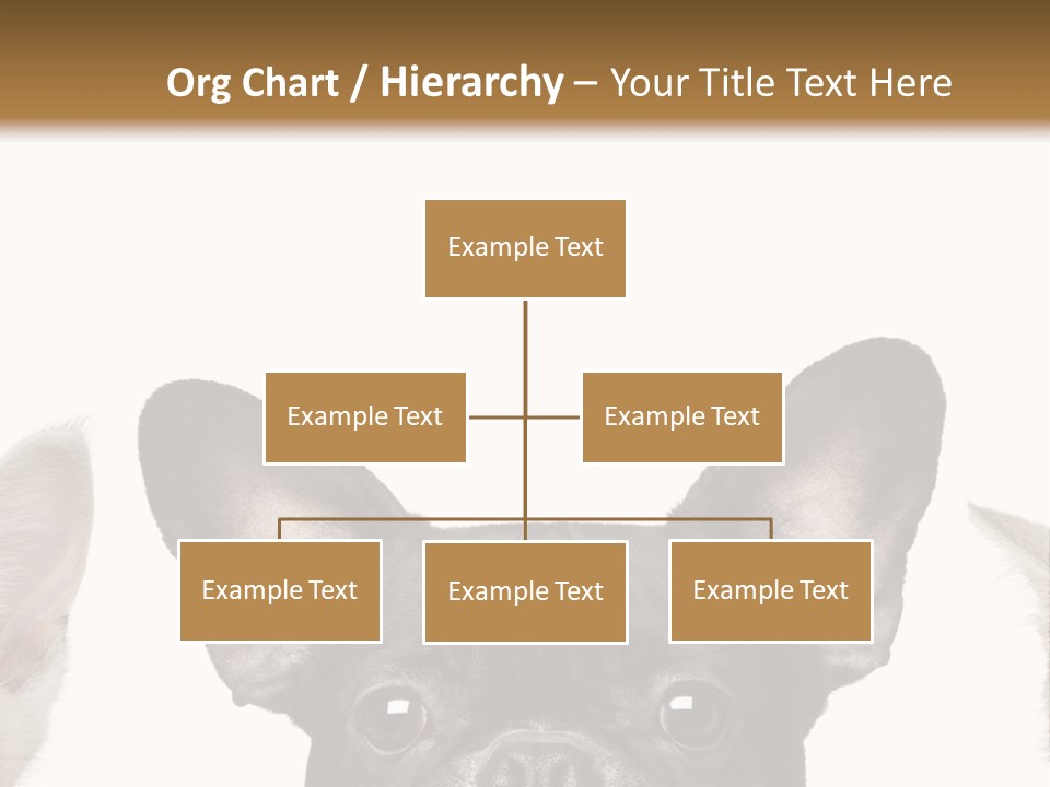 Indoors Pedigreed Studio PowerPoint Template