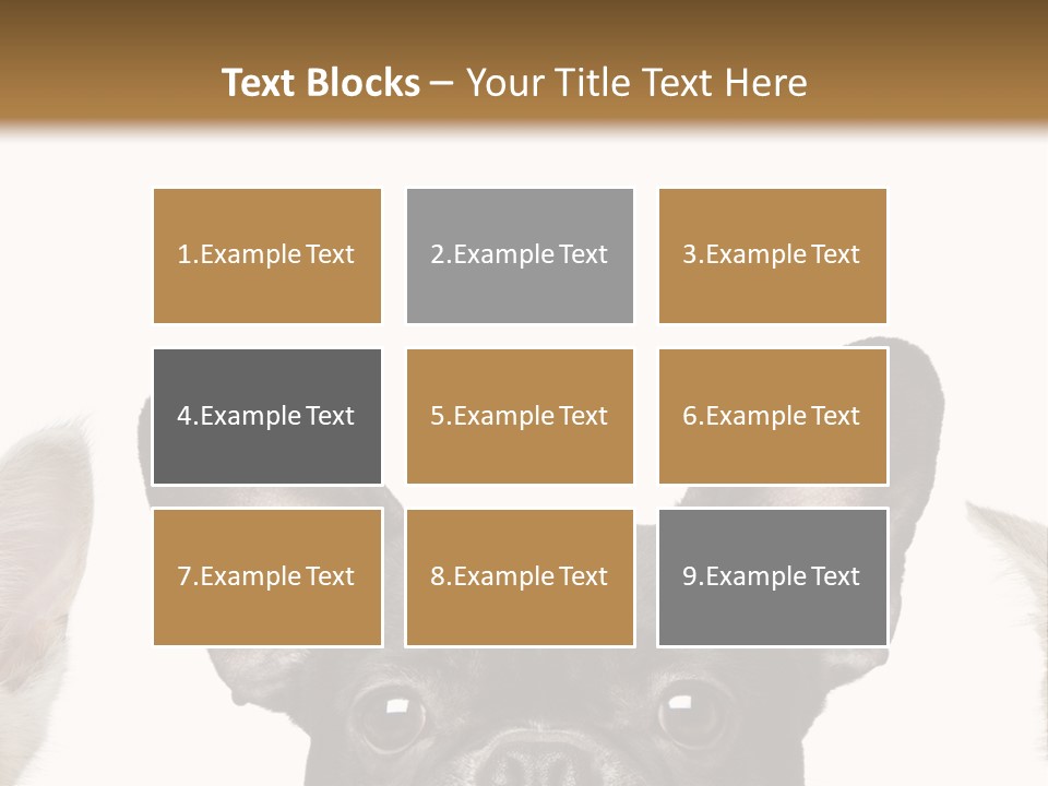 Indoors Pedigreed Studio PowerPoint Template