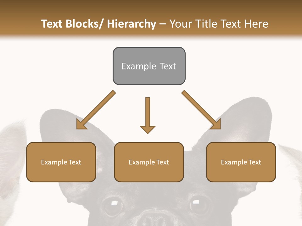 Indoors Pedigreed Studio PowerPoint Template