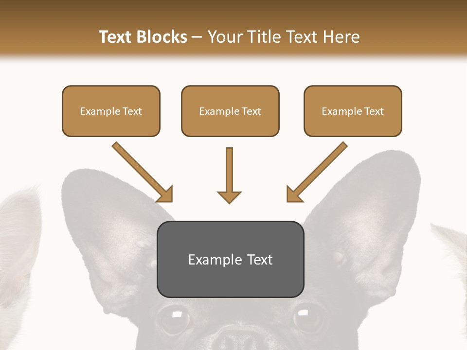 Indoors Pedigreed Studio PowerPoint Template