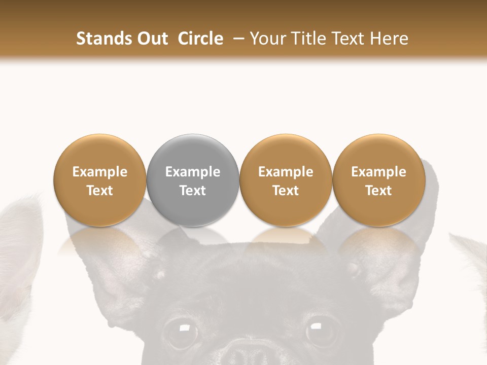 Indoors Pedigreed Studio PowerPoint Template