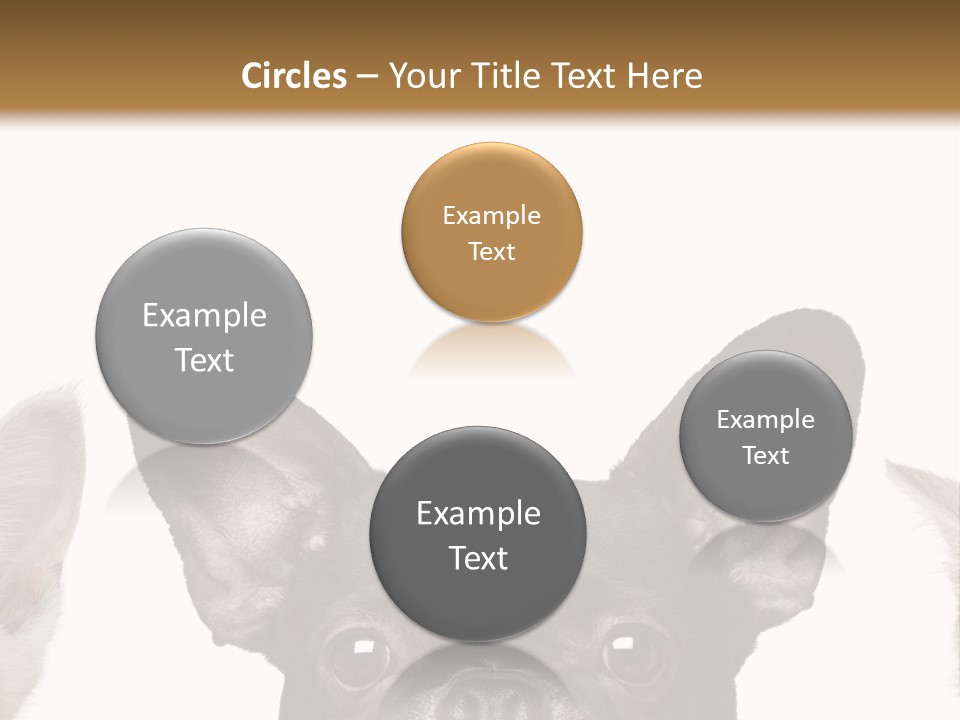 Indoors Pedigreed Studio PowerPoint Template