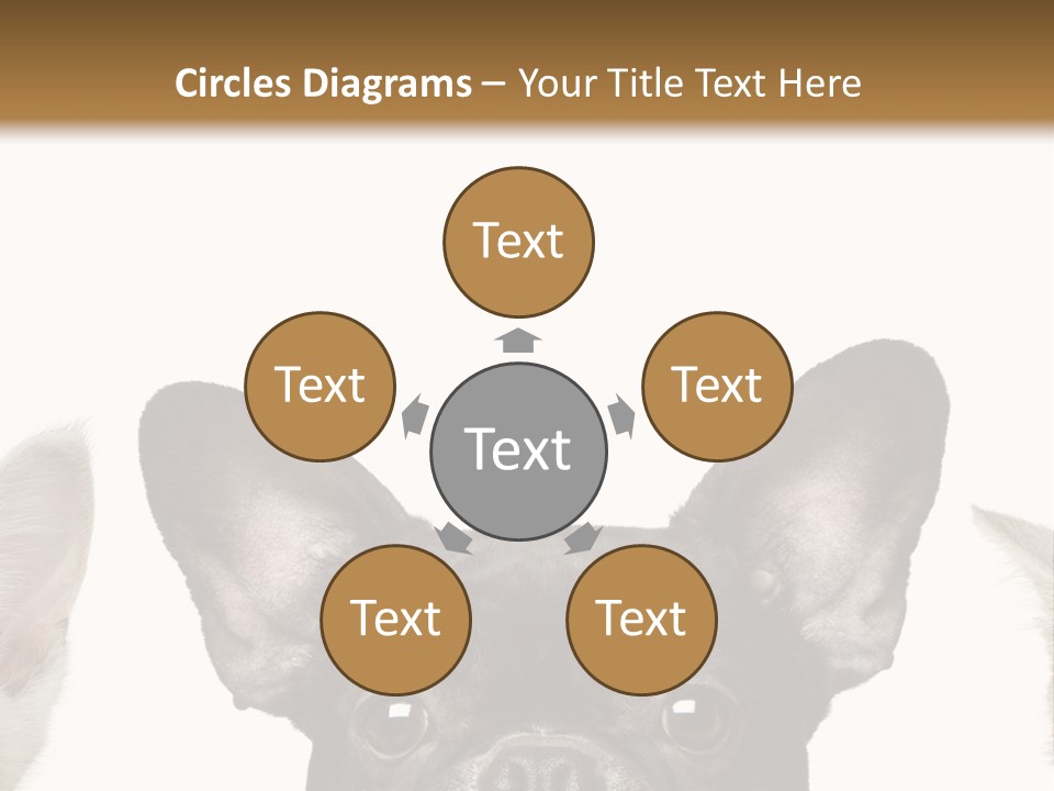 Indoors Pedigreed Studio PowerPoint Template