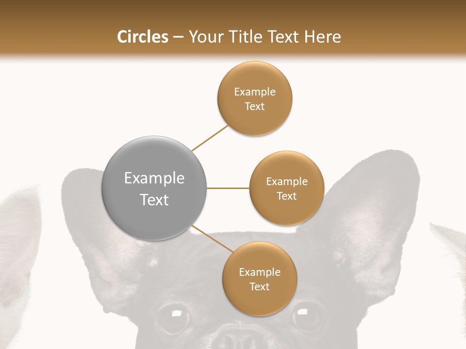 Indoors Pedigreed Studio PowerPoint Template