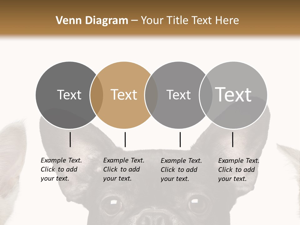 Indoors Pedigreed Studio PowerPoint Template