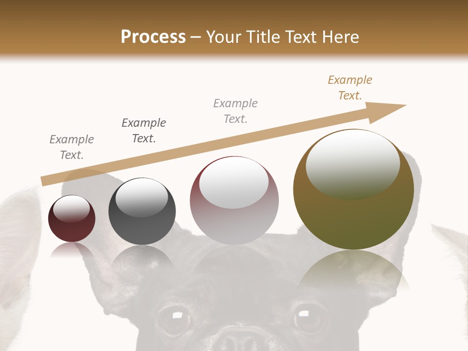 Indoors Pedigreed Studio PowerPoint Template