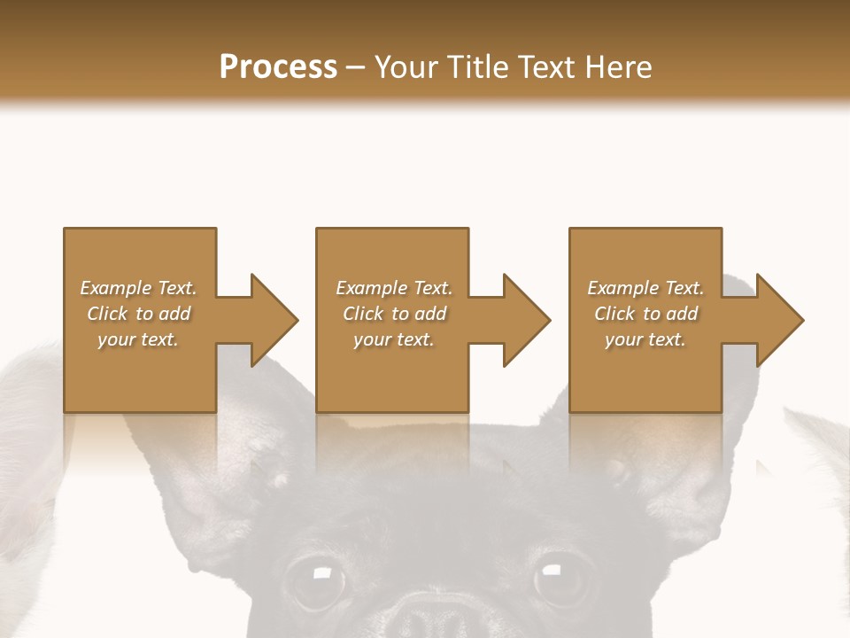 Indoors Pedigreed Studio PowerPoint Template