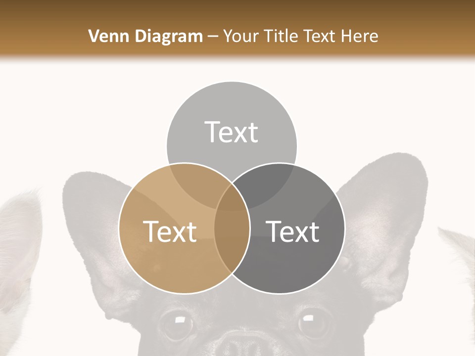 Indoors Pedigreed Studio PowerPoint Template