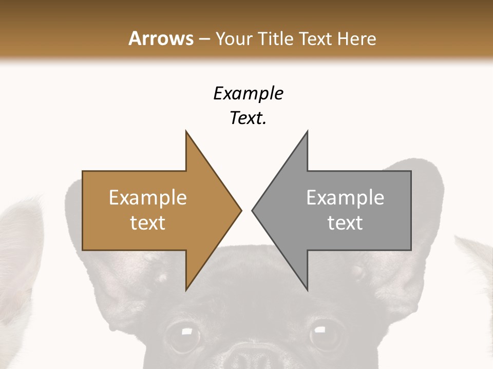 Indoors Pedigreed Studio PowerPoint Template