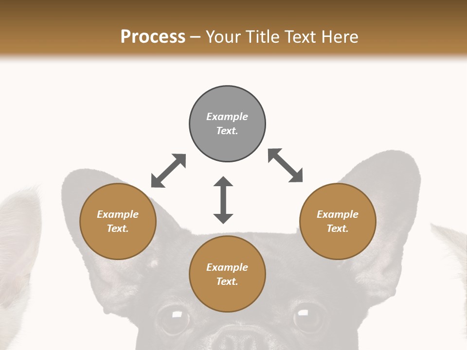 Indoors Pedigreed Studio PowerPoint Template