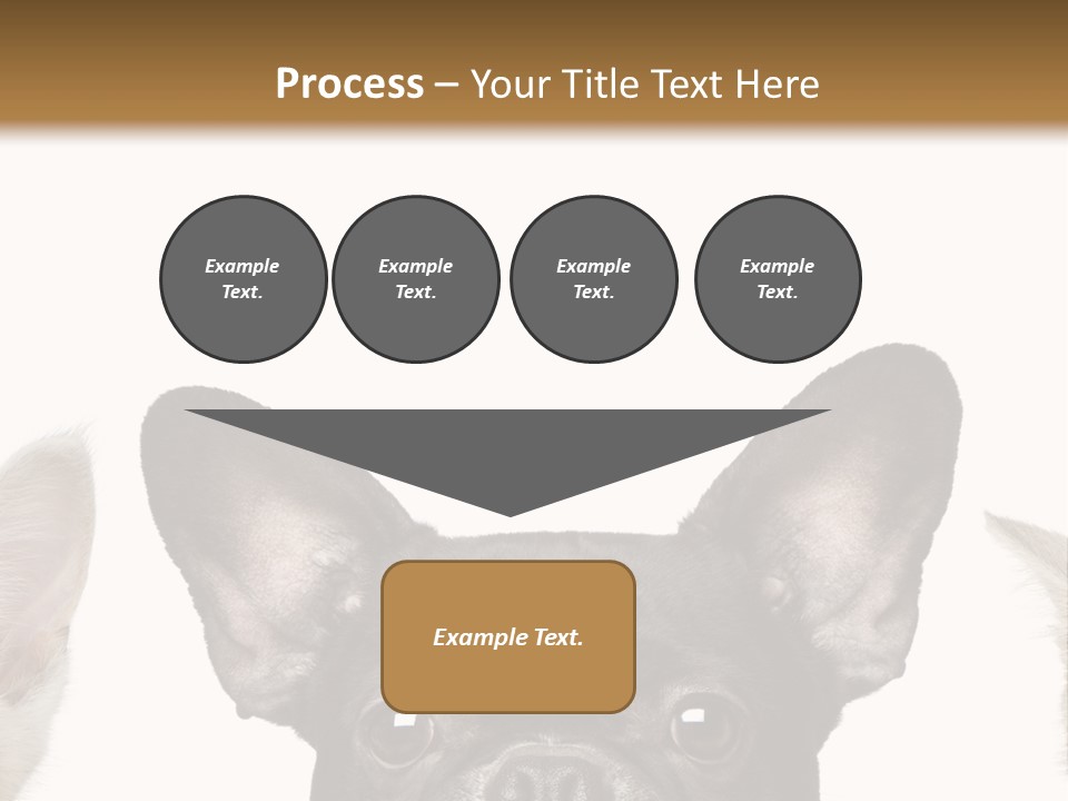 Indoors Pedigreed Studio PowerPoint Template