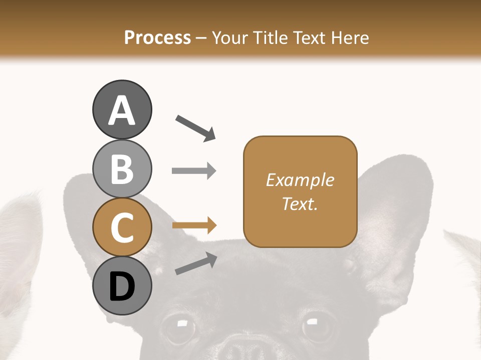 Indoors Pedigreed Studio PowerPoint Template